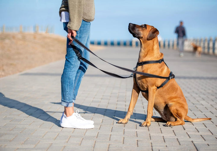 Control Multi-Leash Small - Pink Small Rosa, Small Rosa