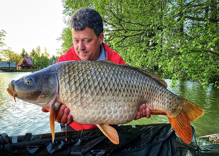 Tandem Baits Karpfen Futter Angelfutter Pop Ups Boilies Zig Rig Chod Rig Hakenköder Carp Food Perfec