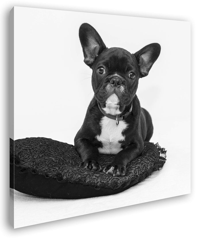 deyoli putzige Bulldogge mit einem Rotem Kissen Format: 70x70 Effekt: Schwarz&amp;Weiss als Leinwandbild