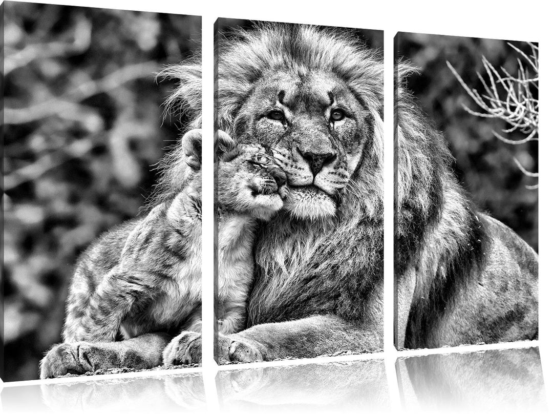 Pixxprint Monocrome, schöner Löwe mit Jungtier 3-Teiler Leinwandbild 120x80 Bild auf Leinwand
