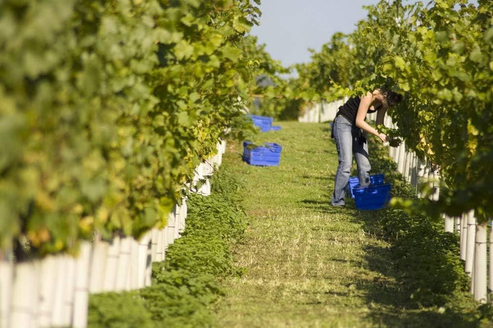 Tubex Vinewrap Rebschutz-Hüllen, Verbissschutz für Weinreben, 60cm Höhe. Ø 75-95 mm, hellgrün (10),