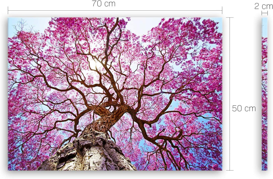 ge Bildet Bild auf Leinwand | Rosa Lapacho Baum in Pocone - Brasilien - Natur Baum Pink Lila in 70x5