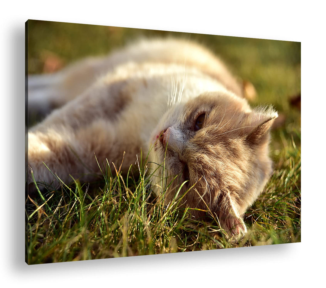 deyoli kleine Katze beim Entspannen Format: 120x80 als Leinwandbild, Motiv fertig gerahmt auf Echtho