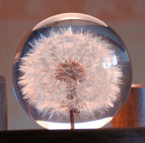 Briefbeschwerer Pusteblume
