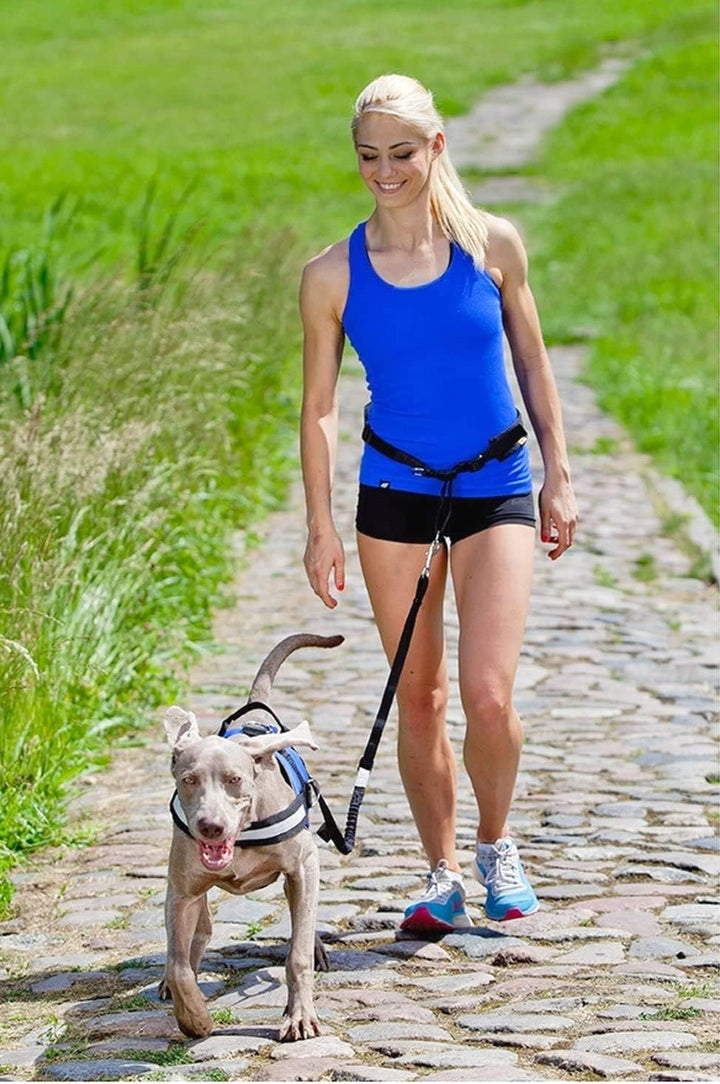 Dingo Jogginggurt 4 in 1 +Hundeleine mit einem Stossdämpfer Set L/XL Gürtel : 3,0 x 70-130 cm Hundel
