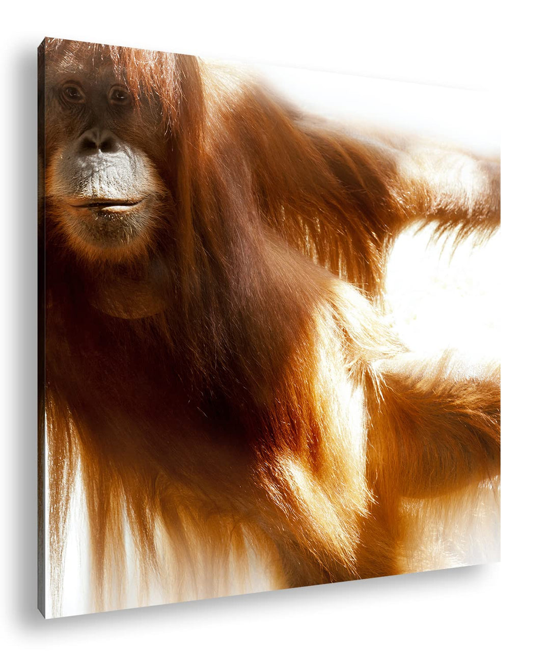 deyoli lustiger Schimpanse Format: 70x70 als Leinwandbild, Motiv fertig gerahmt auf Echtholzrahmen,