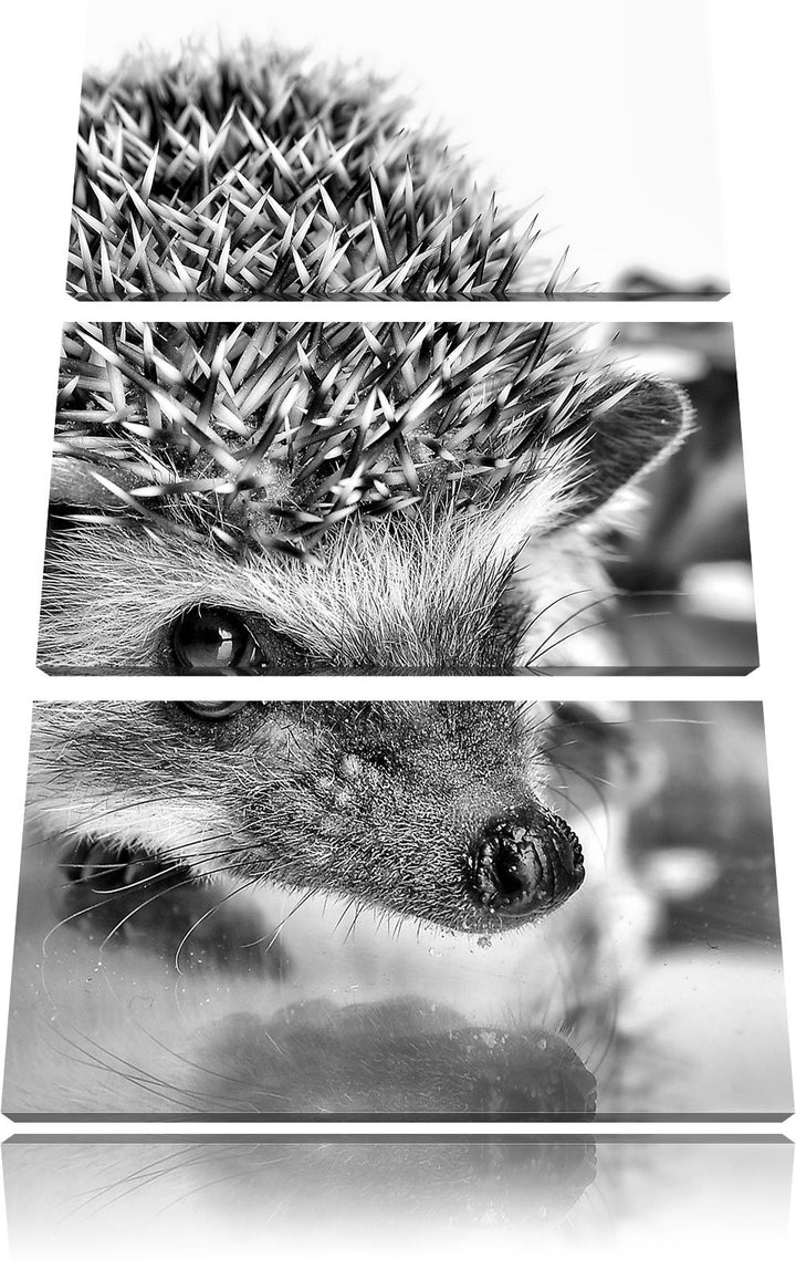 Pixxprint Süsser Igel als Leinwandbild/Grösse: 3 Teilig (120x80 cm) cm/Wandbild/Kunstdruck/fertig be