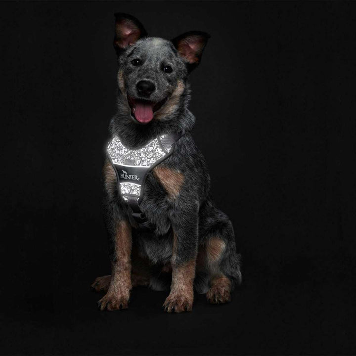 Hunter - Harness Divo Reflect M, black/grey - (68961) schwarz/grau M, schwarz/grau M