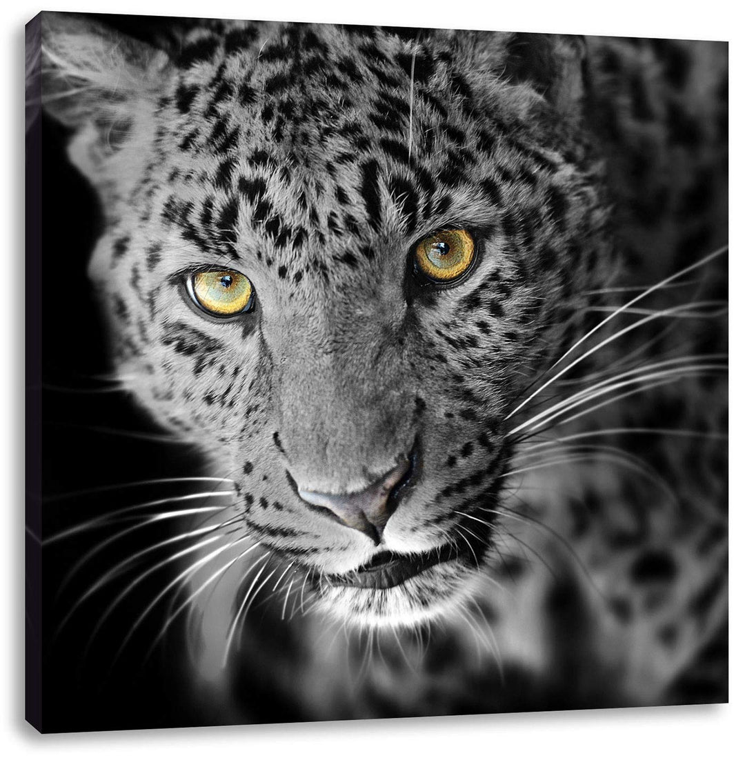 Pixxprint prächtig anmutiger Leopard als Leinwandbild/Grösse: 70x70 cm/Wandbild/Kunstdruck/fertig be