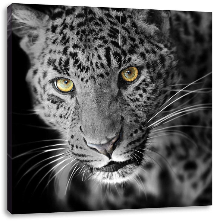 Pixxprint prächtig anmutiger Leopard als Leinwandbild/Grösse: 70x70 cm/Wandbild/Kunstdruck/fertig be