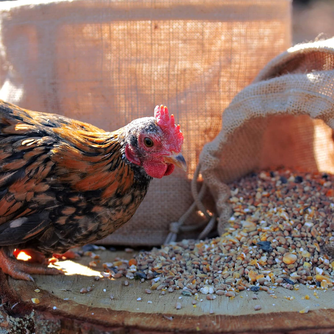 WachtelGold Körnermix - 25kg Wachtelfutter, Hühnerfutter - Körnerfutter ohne Gentechnik