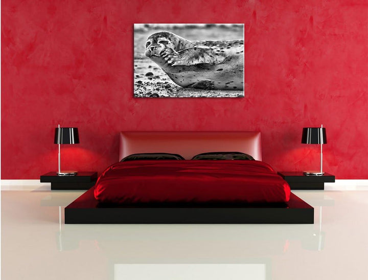Pixxprint süsse Robbe beim Putzen / 100x70cm Leinwandbild bespannt auf Holzrahmen/Wandbild Kunstdruc