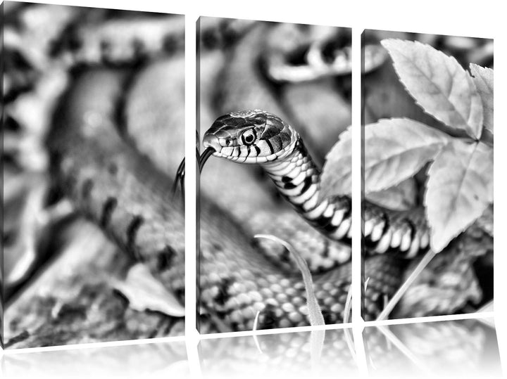 Pixxprint beeindruckende Schlange als Leinwandbild | Grösse: 3 Teilig (120x80) | Wandbild| Kunstdruc