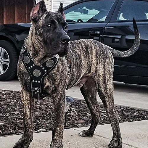 Bestia |Maximus| Leder Brustgeschirr für grosse Hunde. Bis 145 cm Brustumfang. 100% Leder. Handgefer