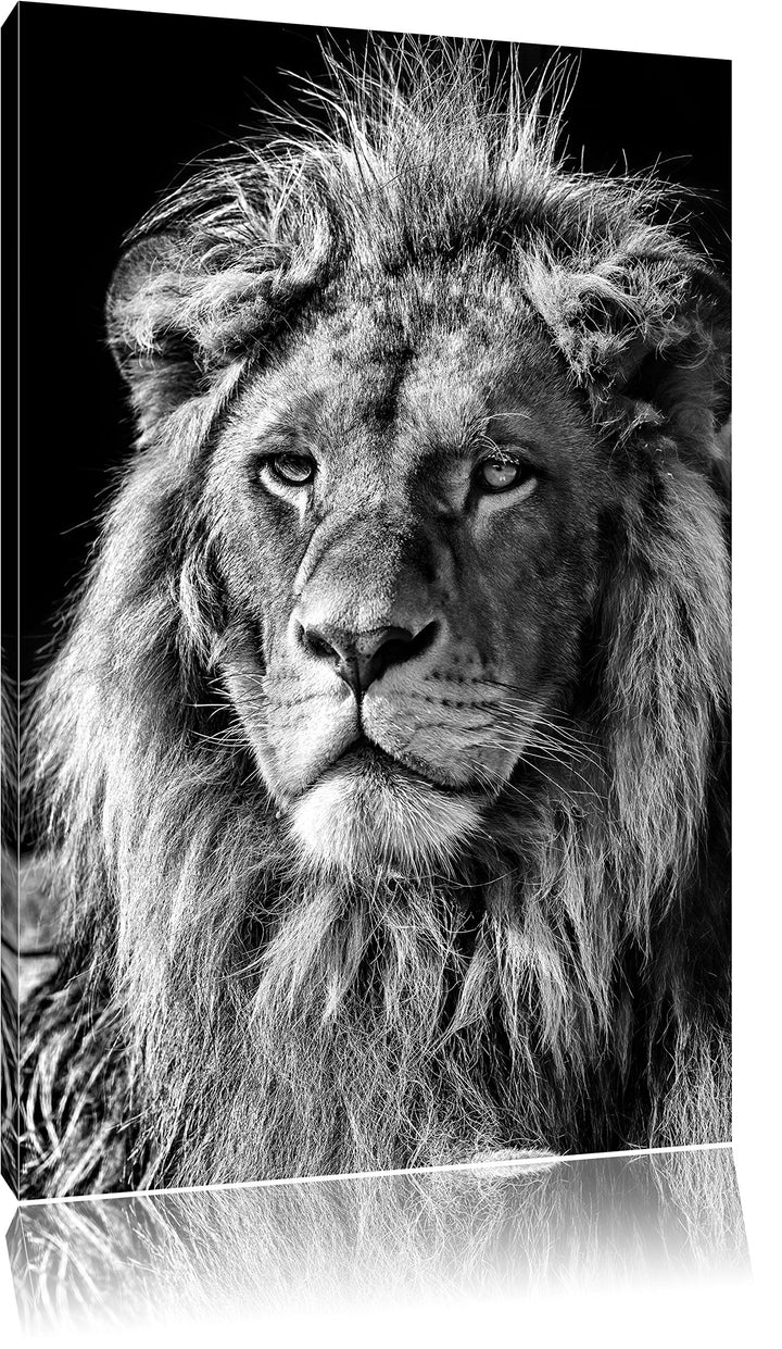 Pixxprint Monocrome, beeindruckender Löwe, Format: 100x70 auf Leinwand, 100x70