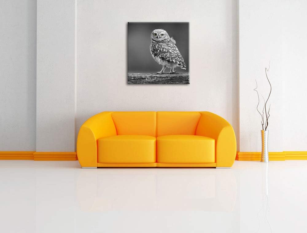 Pixxprint süsse Eule auf AST schwarz/weiss, Format: 70x70 auf Leinwand, 70x70
