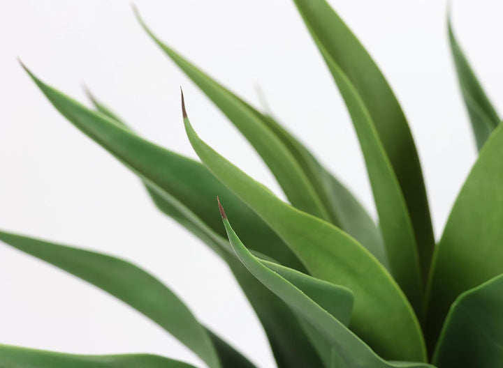 Flair Flower Agave im Topf, Plastik, grün, 70 x 45 x 45 cm