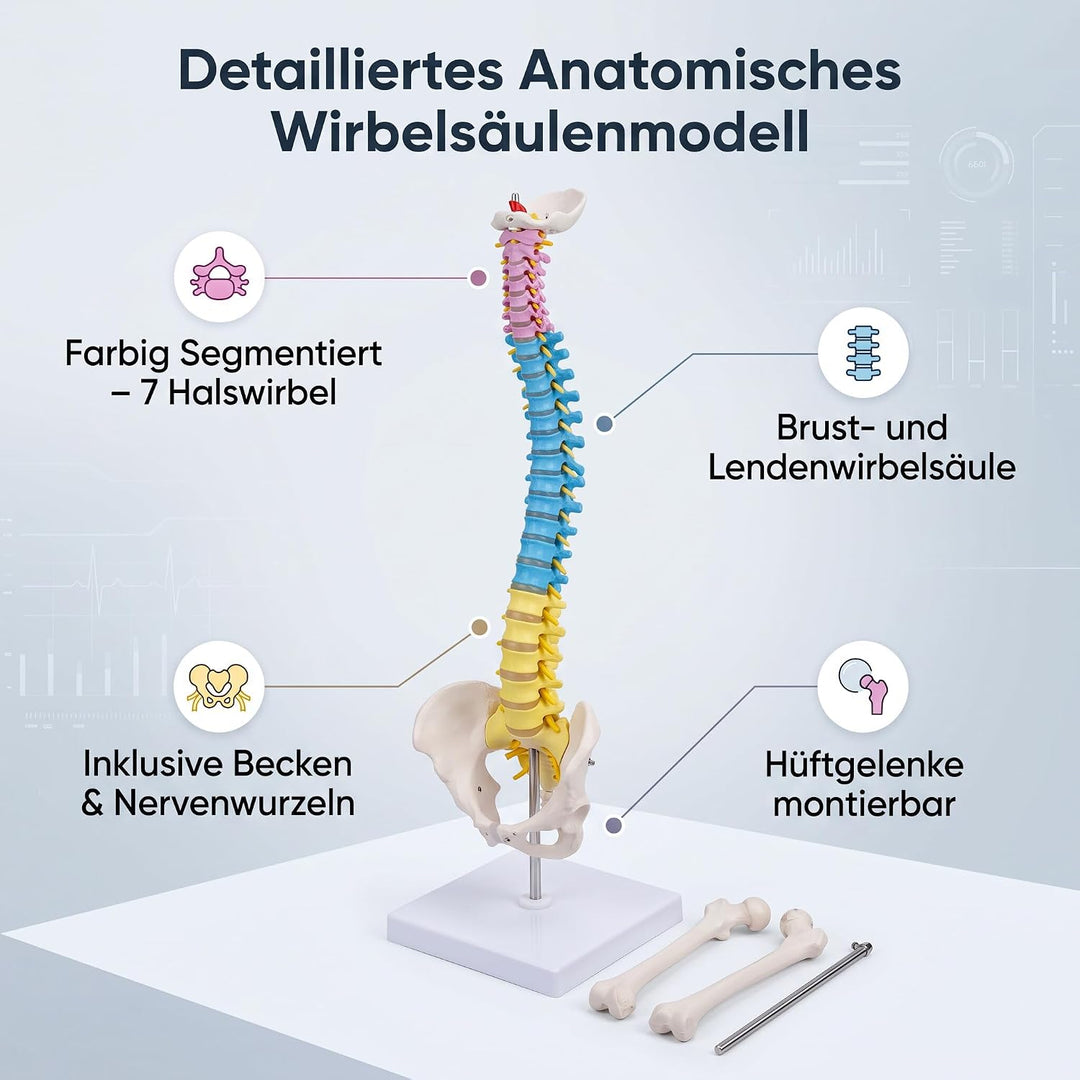 Wirbelsäulenmodell Anatomie, 17,7 Zoll, Becken inklusive