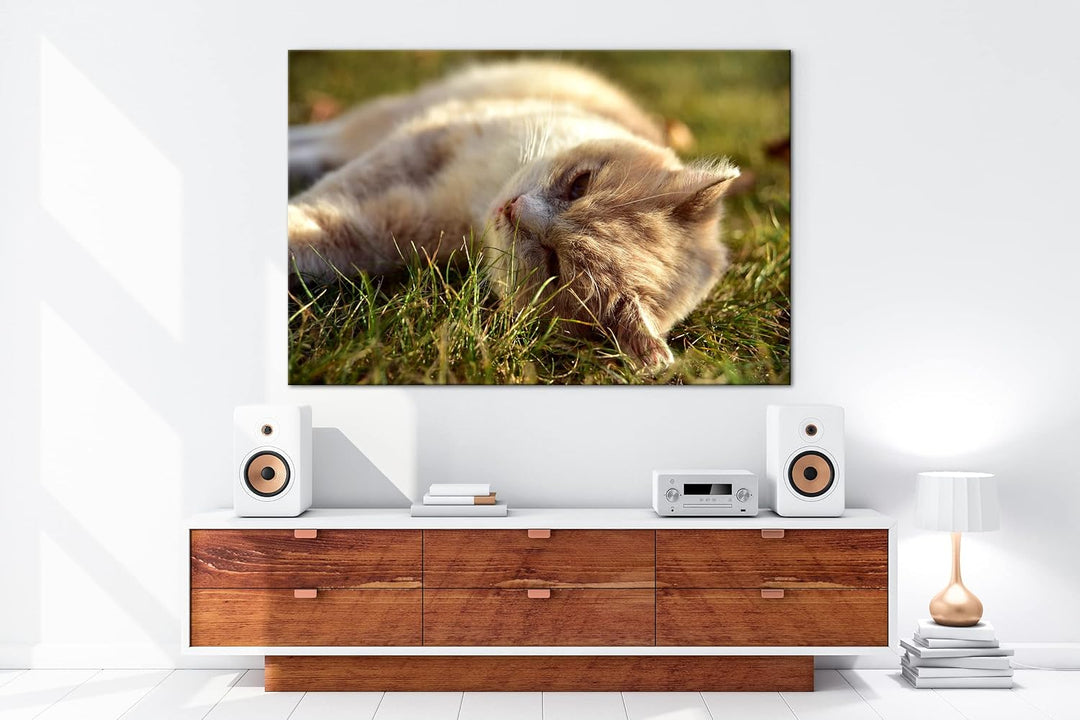 deyoli kleine Katze beim Entspannen Format: 120x80 als Leinwandbild, Motiv fertig gerahmt auf Echtho