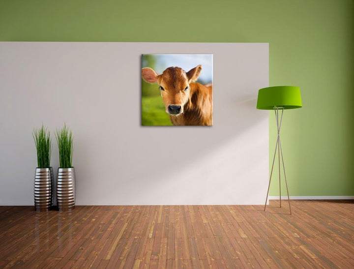 Junge Kuh Kälbchen, Format: 70x70 auf Leinwand, XXL riesige Bilder fertig gerahmt mit Keilrahmen, Ku