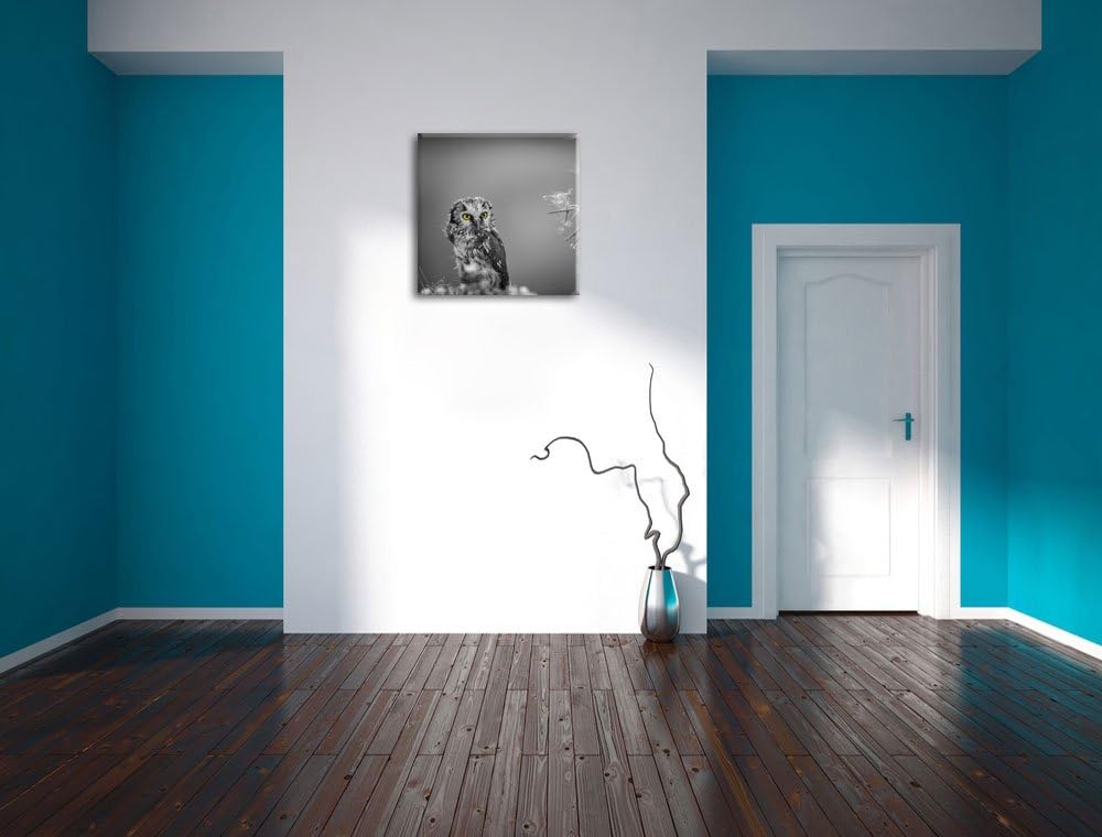 Pixxprint Kleine neugierige Eule schwarz/weiss, Format: 70x70 auf Leinwand, 70x70