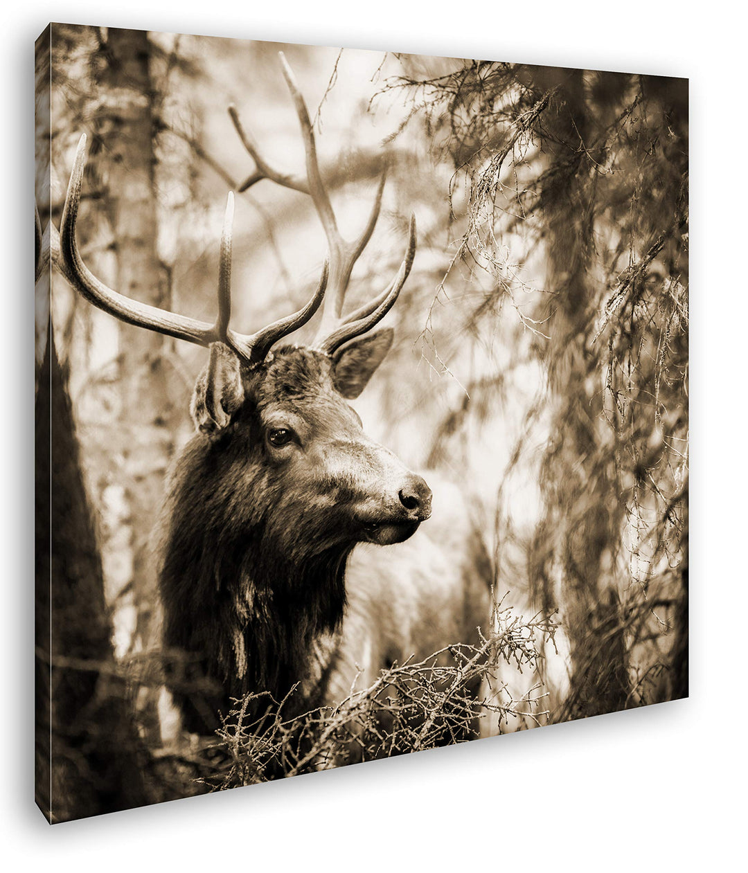deyoli edler Hirsch im Wald Format: 60x60 Effekt: Sepia als Leinwandbild, Motiv fertig gerahmt auf E
