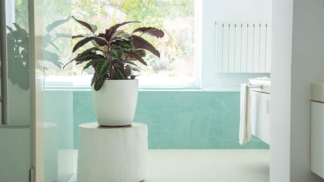 SAN REMO POT 42CM SELF WATERING ANTHRACITE Anthrazit 42CM, Anthrazit 42CM