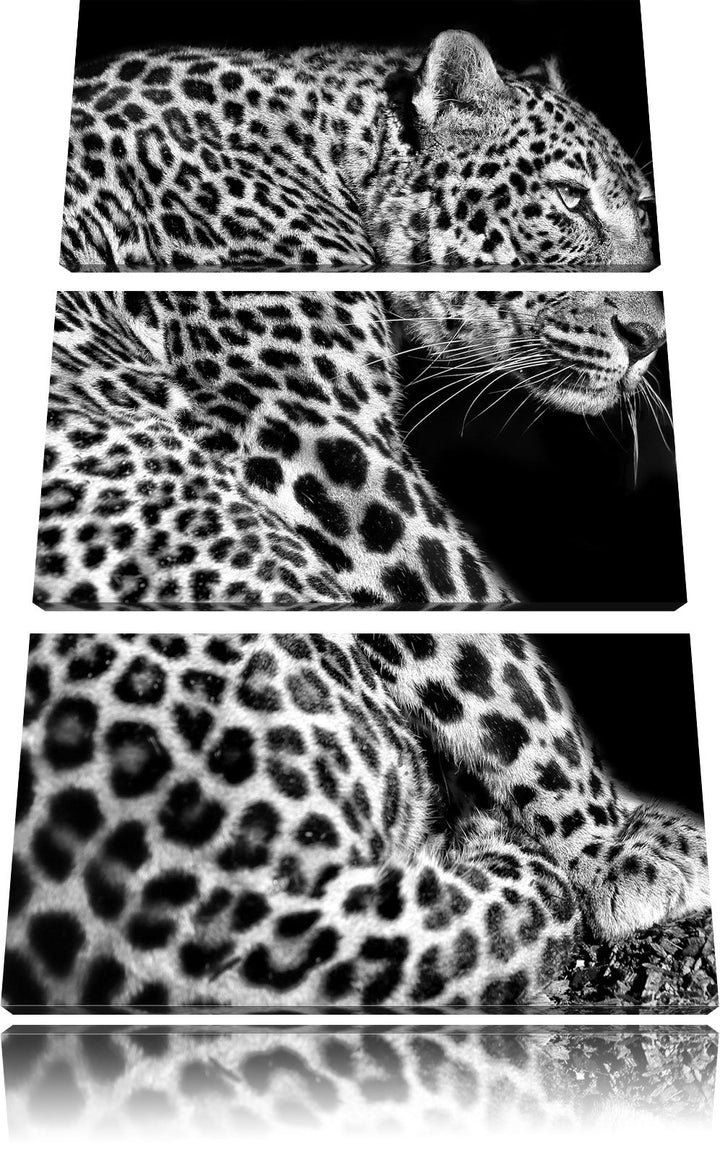 Pixxprint Anmutiger Leopard als Leinwandbild/Grösse: 3 Teilig (120x80) / Wandbild/Kunstdruck/fertig
