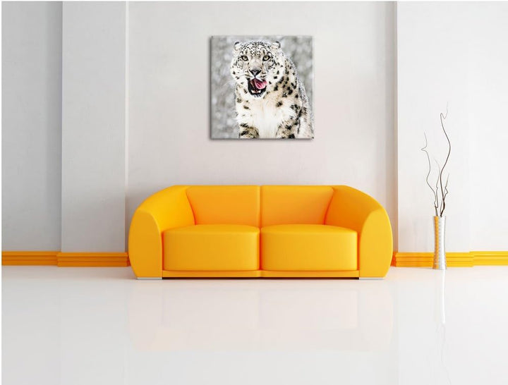 Leopard im Schnee, Format: 70x70 auf Leinwand, XXL riesige Bilder fertig gerahmt mit Keilrahmen, Kun
