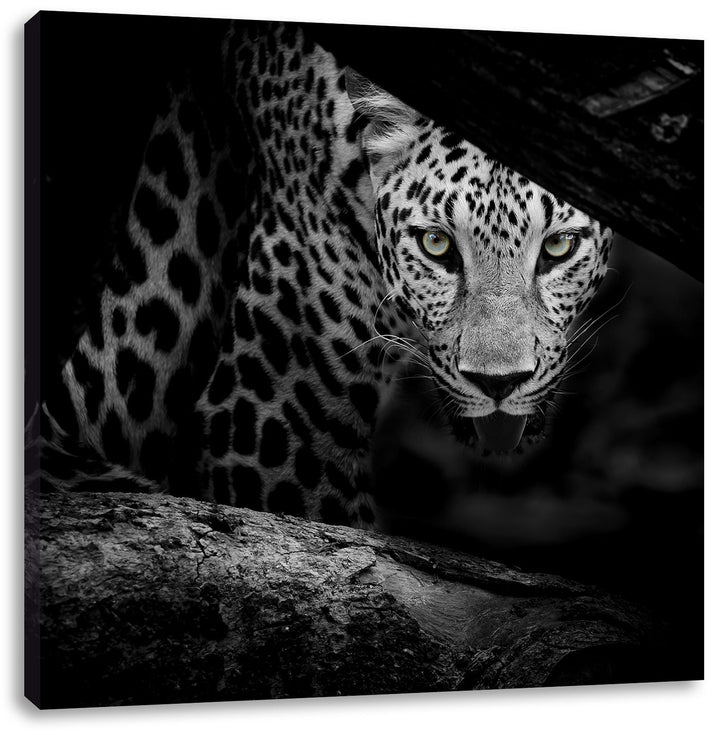 Pixxprint Neugieriger Gepard/Format: 70x70cm / Leinwandbild fertig bespannt Wandbild Kunstdruck, 70x